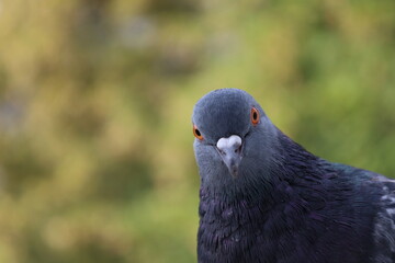 Funny Pigeon closeup portrait, grey bird, animal head in close up