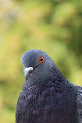 Pigeon closeup portrait, grey bird, animal head in close up