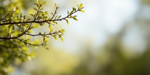 Realistic shadow effect of a tree branch on a white background, background, stock photo, natural