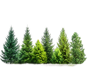 Obraz premium A collection of various evergreen trees showcasing different shades of green isolated on a white background, png transparent