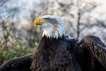 american bald eagle