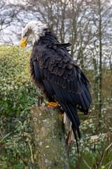 eagle in the forest