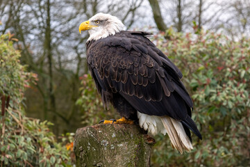 american bald eagle on tree stump