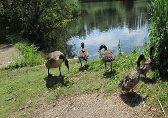 Hoddesdon, Hertfordshire, United Kingdom, July 16 2014. Views from Hoddesdon city