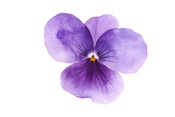 Obraz premium A close-up view of a single purple flower on a clean white background, ideal for use in designs and artwork