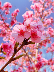 rua das ceregeiras curitiba parana