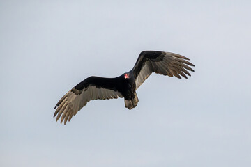 Turkey vulture in flight