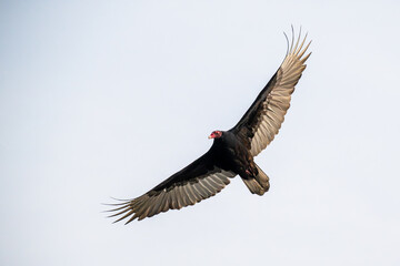 Turkey vulture in flight