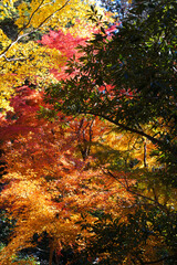 秋色揃う緑と黄色と赤色の三色