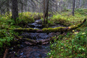 Small stream with a mossy fallen tree fallen on it in autumnal Oulanka National Park, Northern Finland