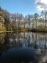 Obraz premium Still Water Reflection of Forest Trees