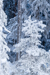 Norway spruce covered with heavy frost on a cold winter day near a river in Kuusamo, Northern Finland