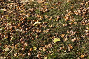 銀杏とイチョウの落葉秋の風景