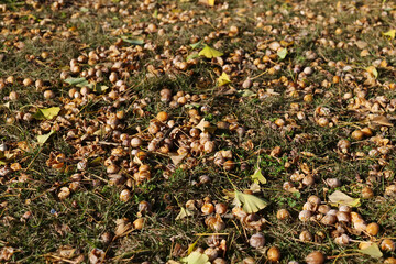 銀杏とイチョウの落葉秋の風景