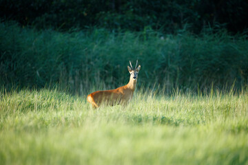 Roe deer stands in a field of tall grass, with a blurred background of more vegetation.  Focus is on the deer.