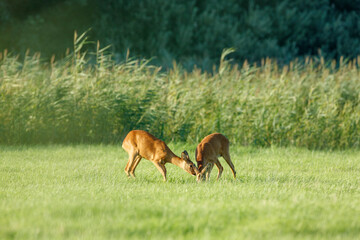 Two roe deer, heads lowered, interact in a grassy field.  Possible mating or territorial display.