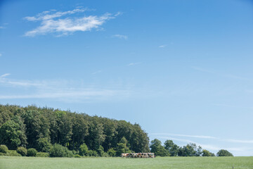 A grassy field with a line of trees, a few cows, and a clear blue sky.  Peaceful rural scene.