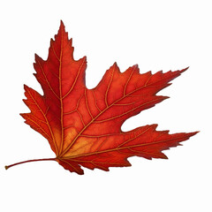 autumn maple leaf