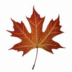 Obraz premium autumn maple leaf
