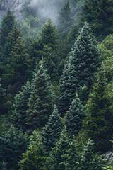 Fototapeta premium A dense cluster of pine trees stands tall in a serene forest environment