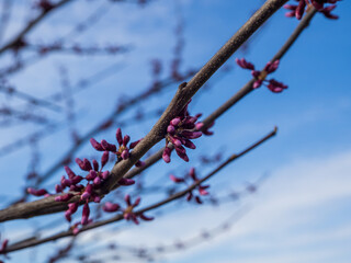 Close-up of Eastern Redbud with blurry background