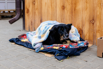 Homeless dog wrapped by people with blanket