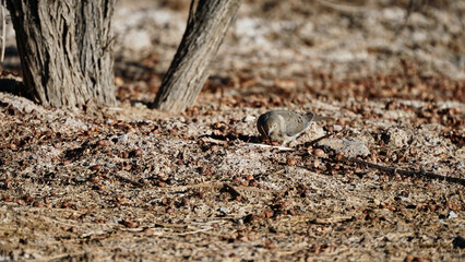 The mourning dove bird on the ground of Wetlands Park Nevada