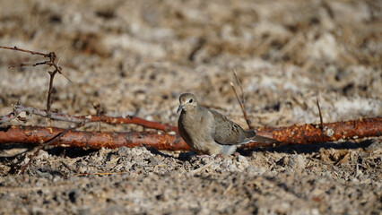 The mourning dove bird on the ground of Wetlands Park Nevada
