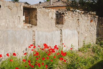 Rustic stone and stucco wall with field of red poppies.
