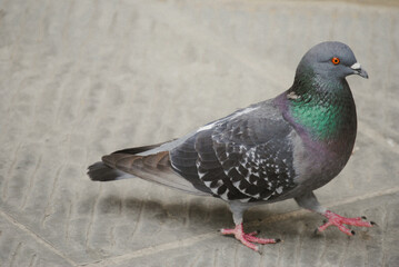 pigeon in the city.