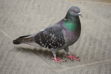 pigeon in the city