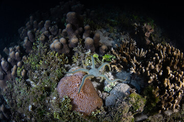 A large brittle star, Ophiarachna incrassata, crawls across a coral reef at night. Brittle stars...