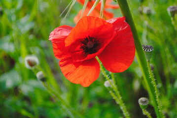 Wild red poppy flower.
