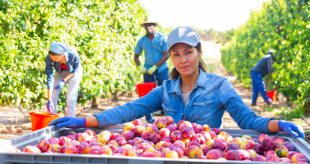 Portrait of a hardworking Asian farmer woman squatting in a fruit nursery near a crate of ripe recently harvested plums