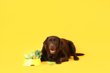 Cute Labrador dog with fresh food in feeding bowl lying on yellow background