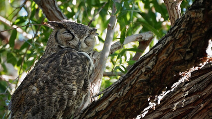 South American great horned owl family camouflage colors in wetlands park Las Vegas