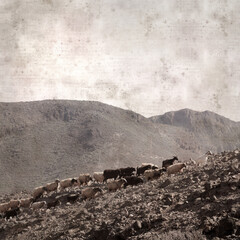 textured stylish old paper background, square, with landscape of Gran Canaria with goats and sheep
