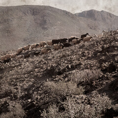 textured stylish old paper background, square, with landscape of Gran Canaria with goats and sheep

