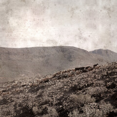 textured stylish old paper background, square, with landscape of Gran Canaria with goats and sheep
