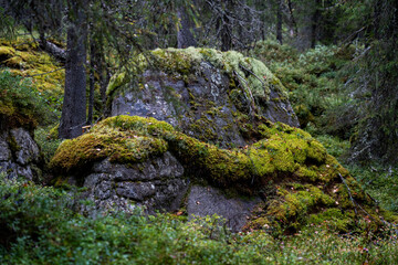 A large mossy boulder on an autumn day in an old-growth forest of Närängänvaara near Kuusamo, Northern Finland © adamikarl