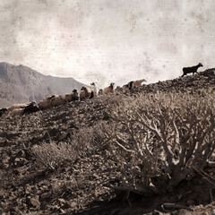 textured stylish old paper background, square, with landscape of Gran Canaria with goats and sheep
