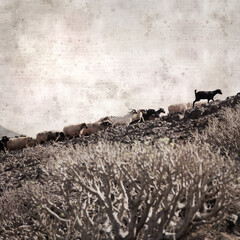 textured stylish old paper background, square, with landscape of Gran Canaria with goats and sheep

