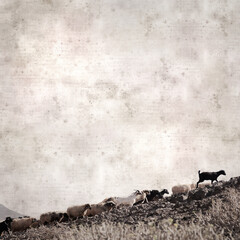 textured stylish old paper background, square, with landscape of Gran Canaria with goats and sheep
