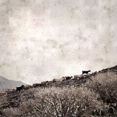 textured stylish old paper background, square, with landscape of Gran Canaria with goats and sheep
