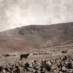 textured stylish old paper background, square, with landscape of Gran Canaria with goats and sheep
