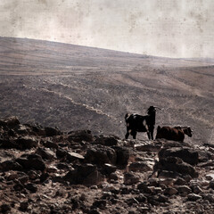 textured stylish old paper background, square, with landscape of Gran Canaria with goats and sheep
