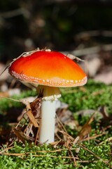red fly agaric in the forest