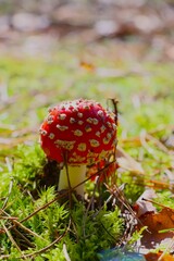 red fly agaric in the forest