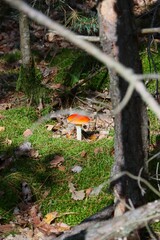 red fly agaric in the forest