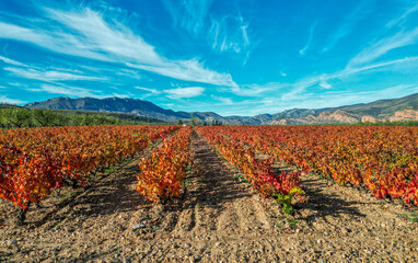Vineyards, vines and leaves in autumn in La Rioja Spain
